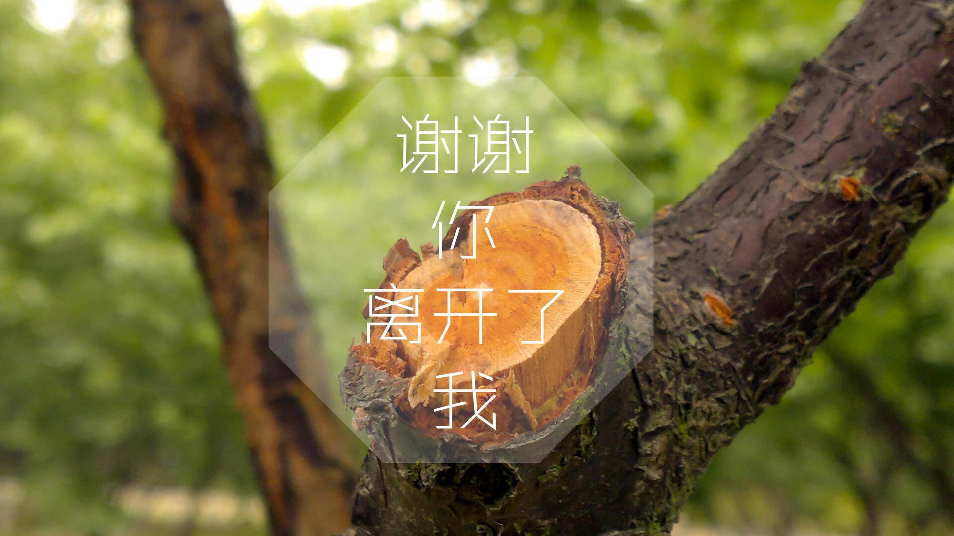 “山谷飞驰:陡峭赛段的速度激情”,山谷飞鸟