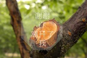 开云注册-“山谷飞驰:陡峭赛段的速度激情”,山谷飞鸟